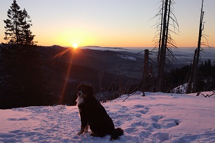 Hund_Sonnenuntergang